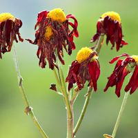 Dead and wilted flowers hang limply.