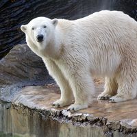 Polar bear in a zoo.