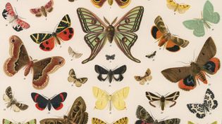 Moths vs. butterflies: Can you tell the difference?