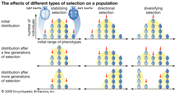 types of natural selection