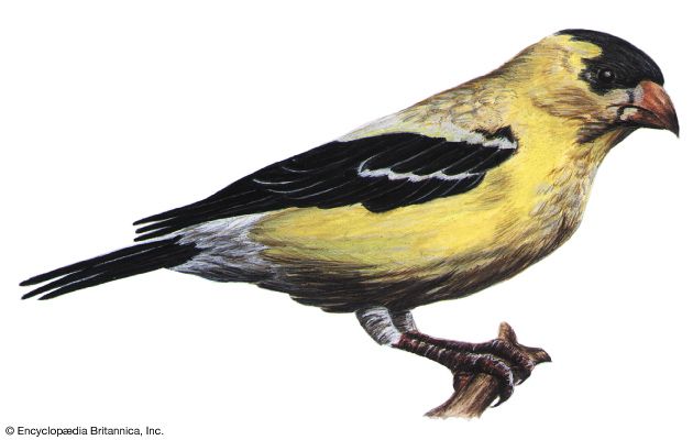 The eastern goldfinch is the state bird of Iowa.