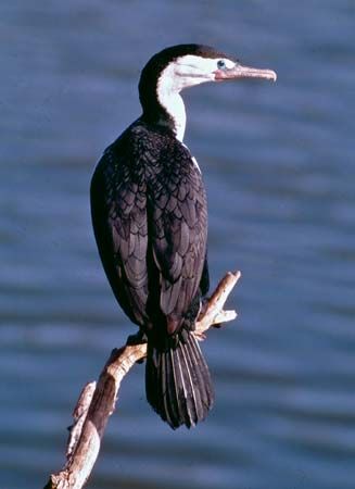 pied cormorant