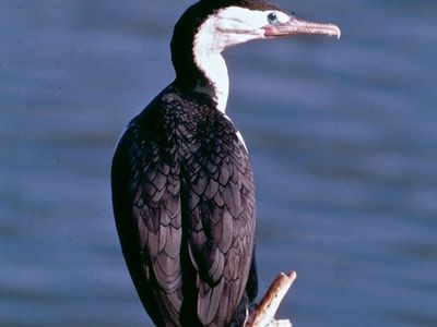 pied cormorant