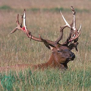 elk shedding velvet