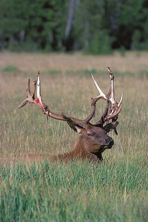 elk shedding velvet