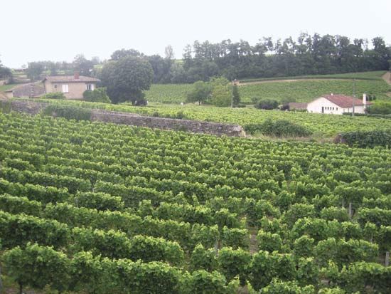 Bordeaux vineyard