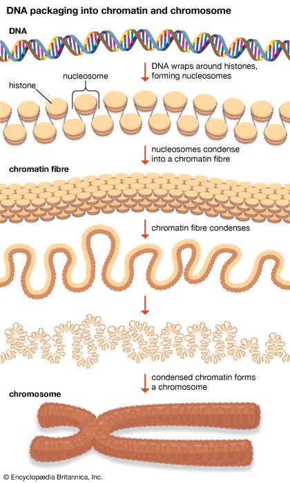 DNA wraps around proteins called histones to form units known as nucleosomes. These units condense into a chromatin fibre, which condenses further to form a chromosome. Epigenetics studies have revealed that chemical modifications to histones can be inherited and define how the information in genes is expressed and used by cells.