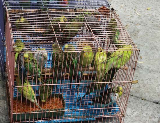 budgerigar parakeets