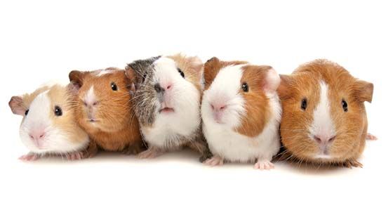 coloration; guinea pigs