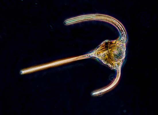 dinoflagellate