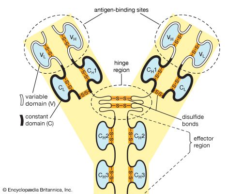 variable and constant domains of an antibody