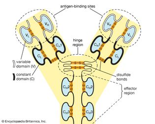 variable and constant domains of an antibody