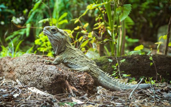 tuatara (Sphenodon punctatus)