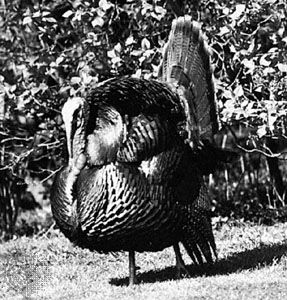 Male common turkey (Meleagris gallopavo), displaying.