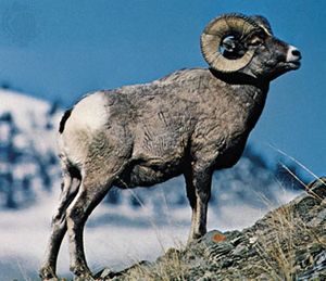 Bighorn sheep (Ovis canadensis).