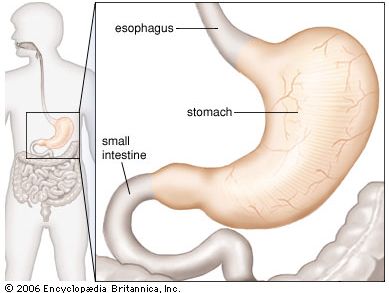 human stomach