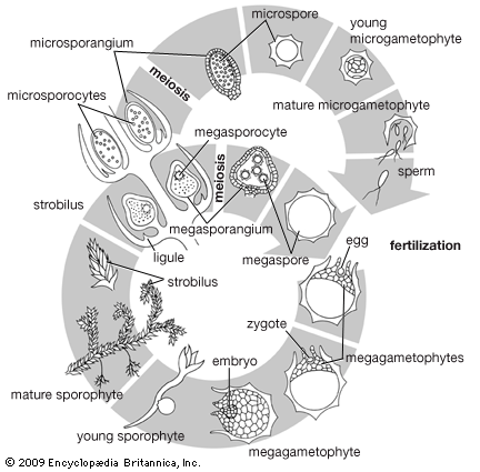 spike moss life cycle