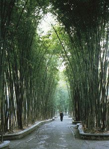 cottage of Du Fu: bamboo grove