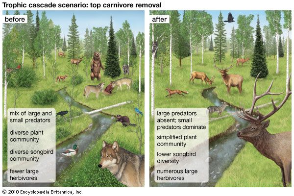 trophic cascade