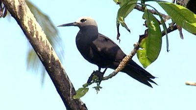 A close look at Seychelles' Bird Island, a nature reserve