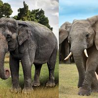 Asian and African elephant side by side