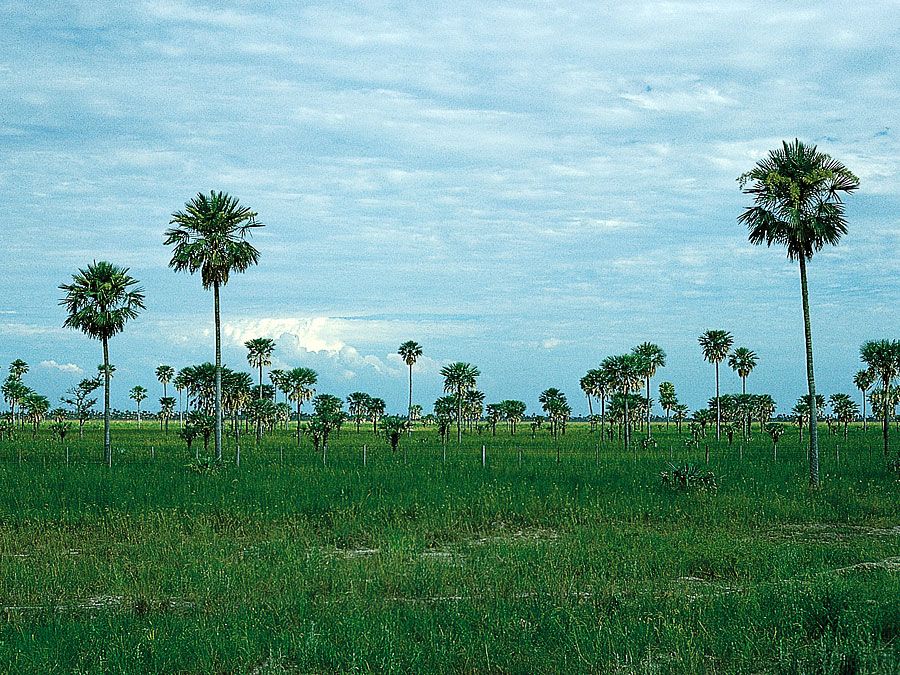 Palm savanna in the central Gran Chaco region, Argentina. Wet savannas have a dry season that lasts less than half the year, between three and five months. These ecosystems tend to have more trees dispersed throughout than do systems with longer periods of dryness. Typical wet savannas are found close to rainforests in Asia and tropical America.