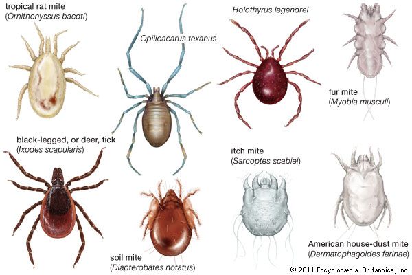 diversity of Acari