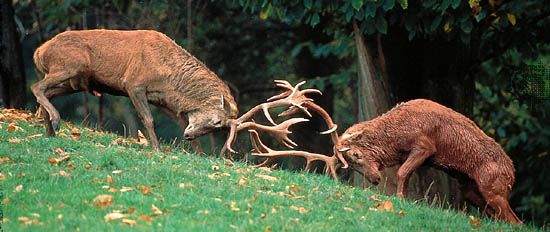 red deer stags (Cervus elaphus)