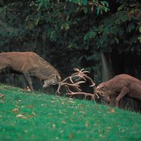 Rival European red deer stags (Cervus elaphus) fighting for possession of a hind in the rutting season.