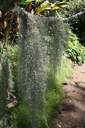 Spanish moss