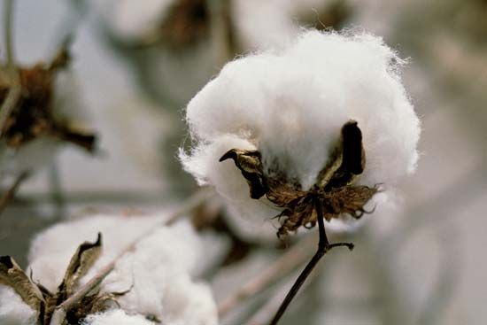 cotton plant