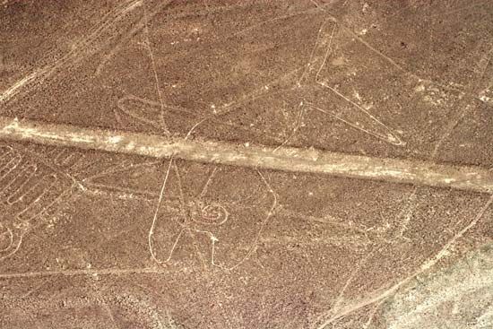 Nazca whale