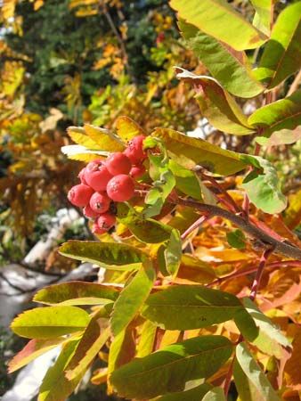 mountain ash