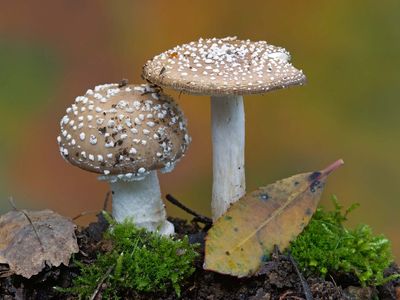 panther cap mushroom