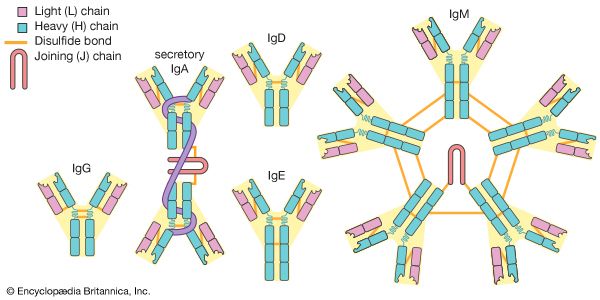 classes of antibodies