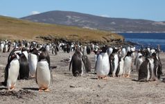 penguins on South Georgia island