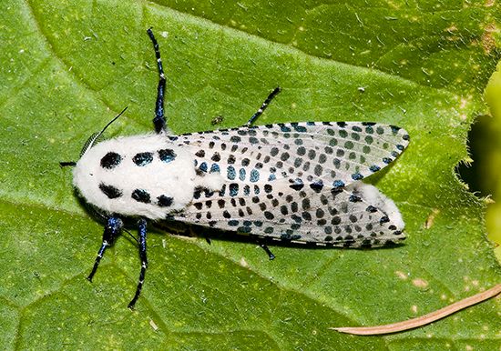 leopard moth