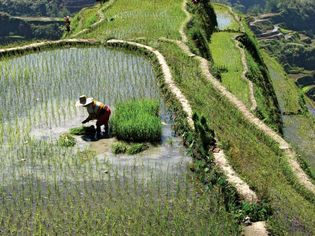 Banaue rice terraces