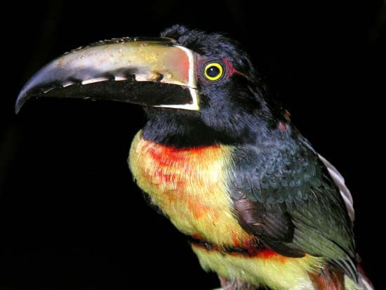 toucan