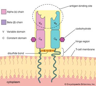 T-cell antigen receptor