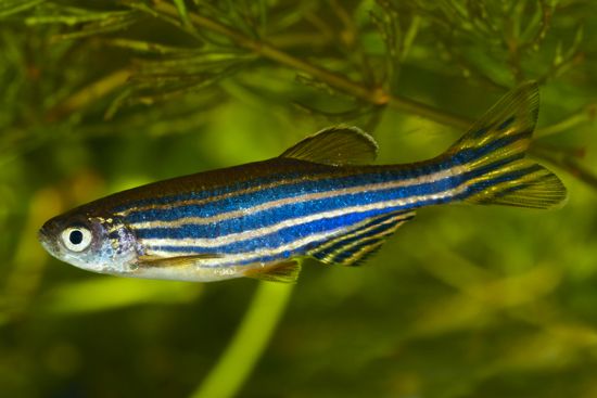 zebra fish