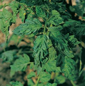 Tomato leaves puckered and blistered by the tobacco mosaic virus.