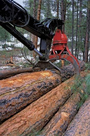 logging in San Juan National Forest