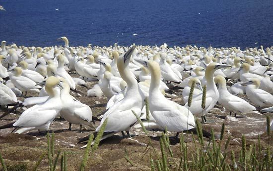 northern gannet