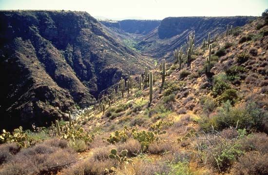 desert ecosystem