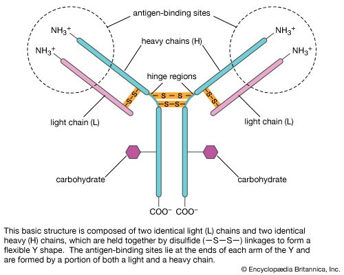 Figure 1: The basic four-chain unit of a human immunoglobulin molecule.