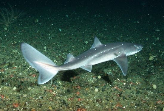 spiny dogfish