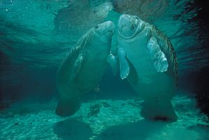 West Indian manatees (Trichechus manatus)