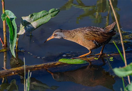 Virginia rail (Rallus limicola)