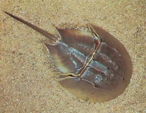 horseshoe crab